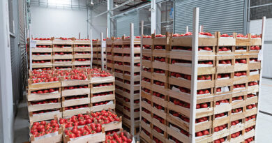 Tomatoes being stored in a warehouse